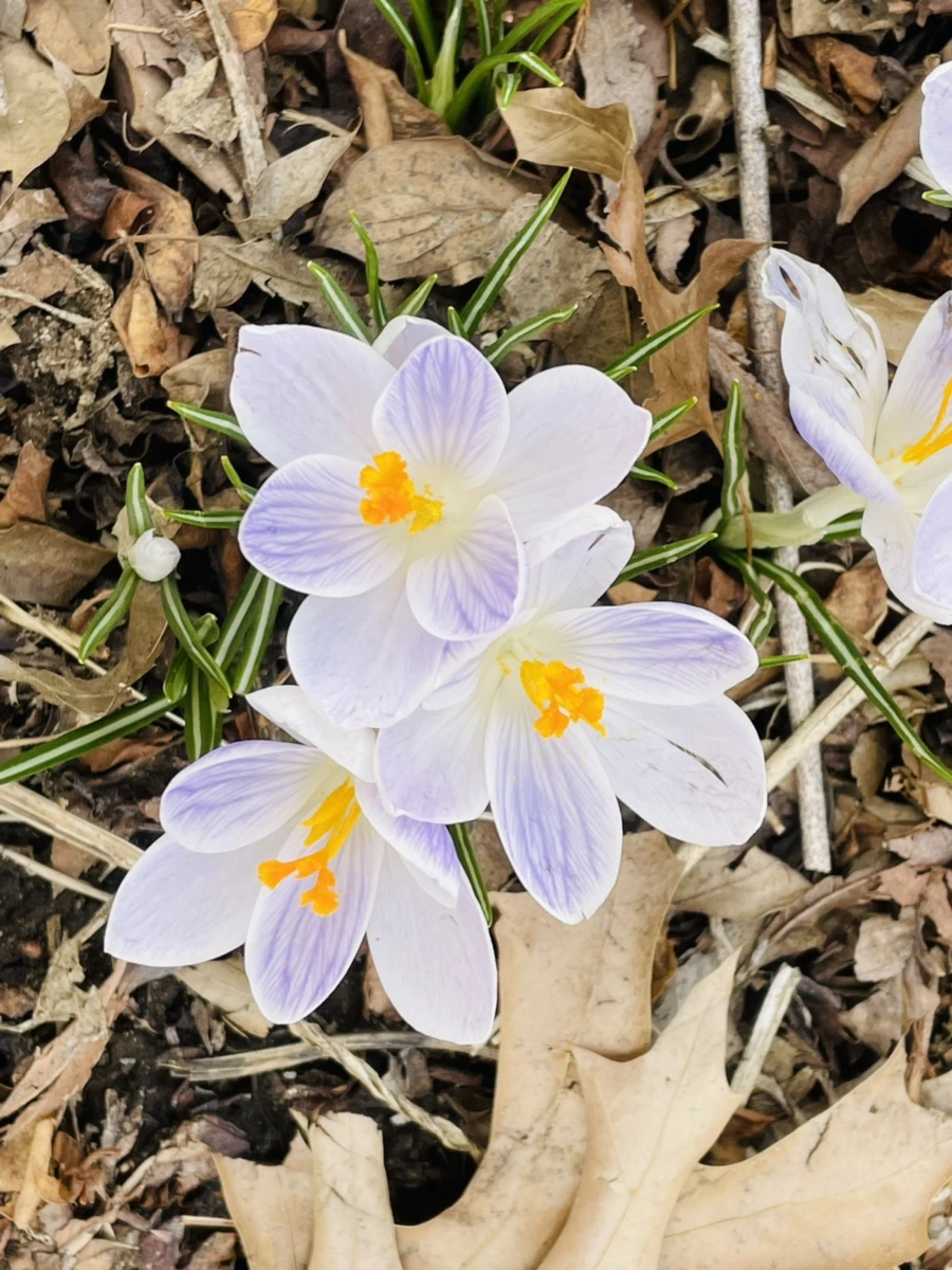 IMG_5172.jpg?type=w966