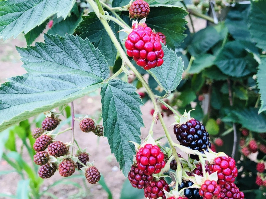 IMG_1679.jpg?type=w966