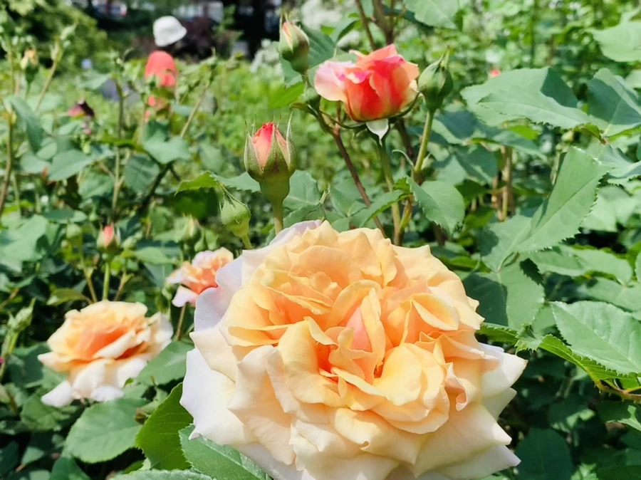 IMG_5787.jpg?type=w966