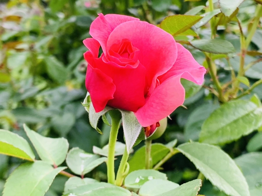 IMG_8759.jpg?type=w966