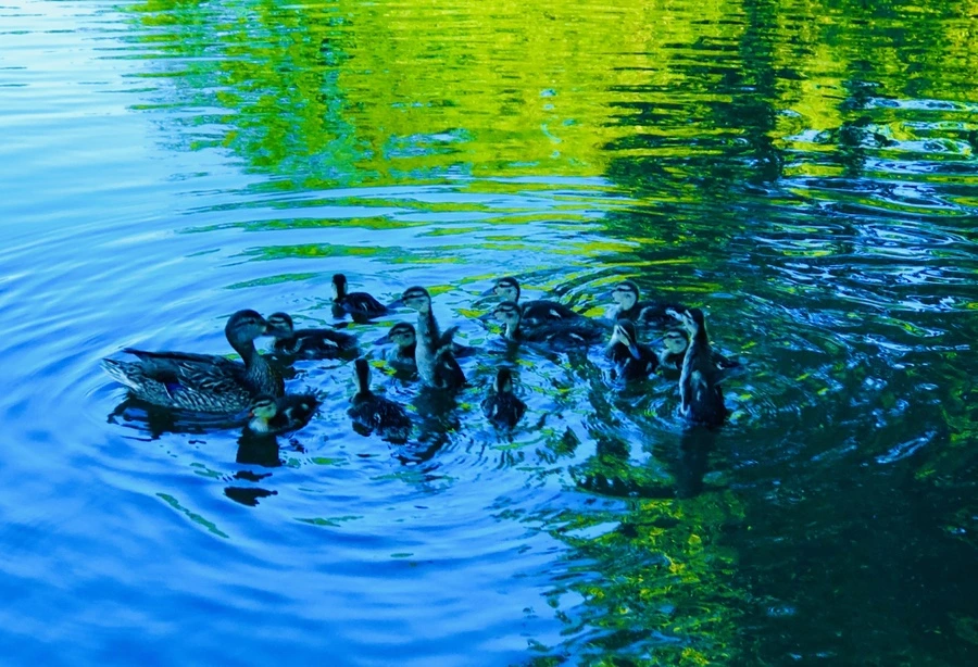 IMG_2672.jpg?type=w966