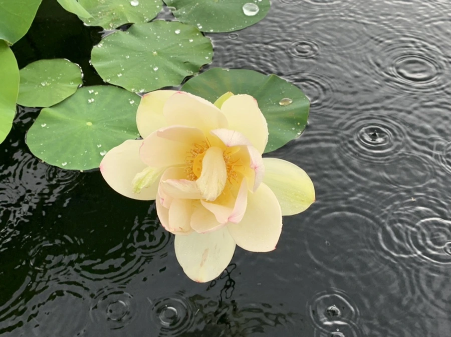 IMG_9486.jpg?type=w966