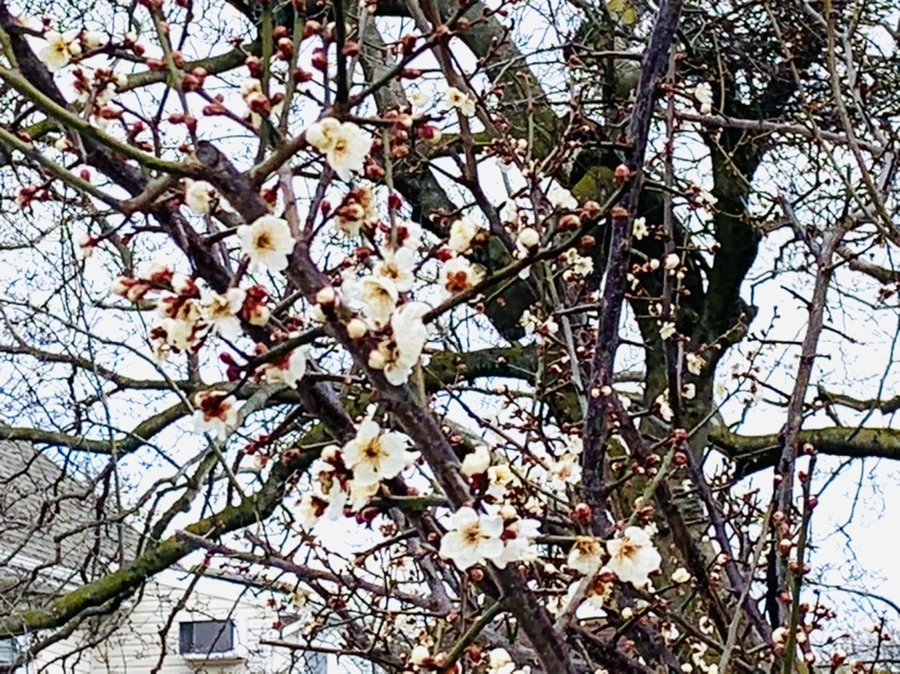 IMG_7687.jpg?type=w966