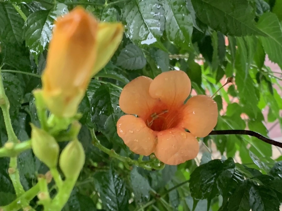 IMG_3841.jpg?type=w966