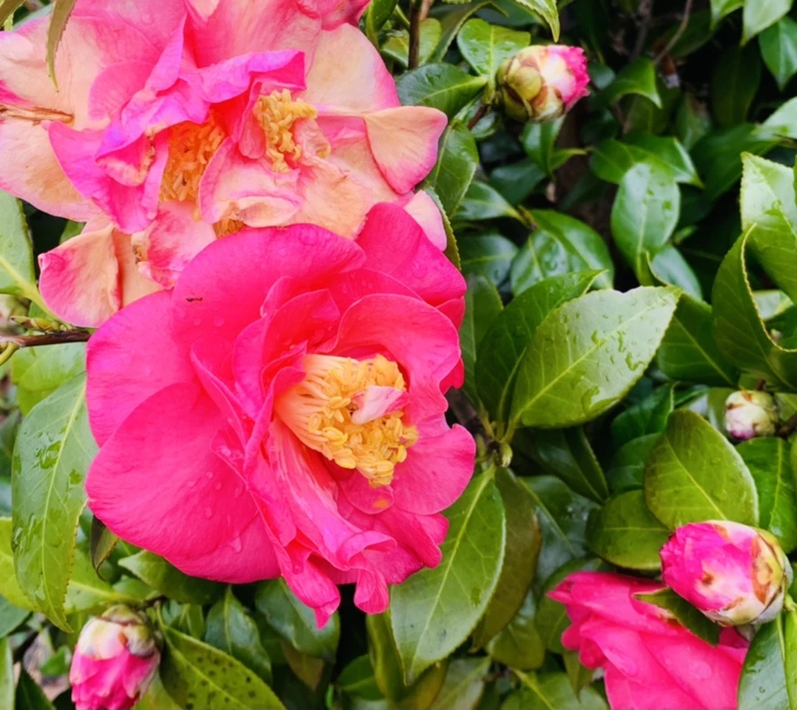 IMG_6237.jpg?type=w966