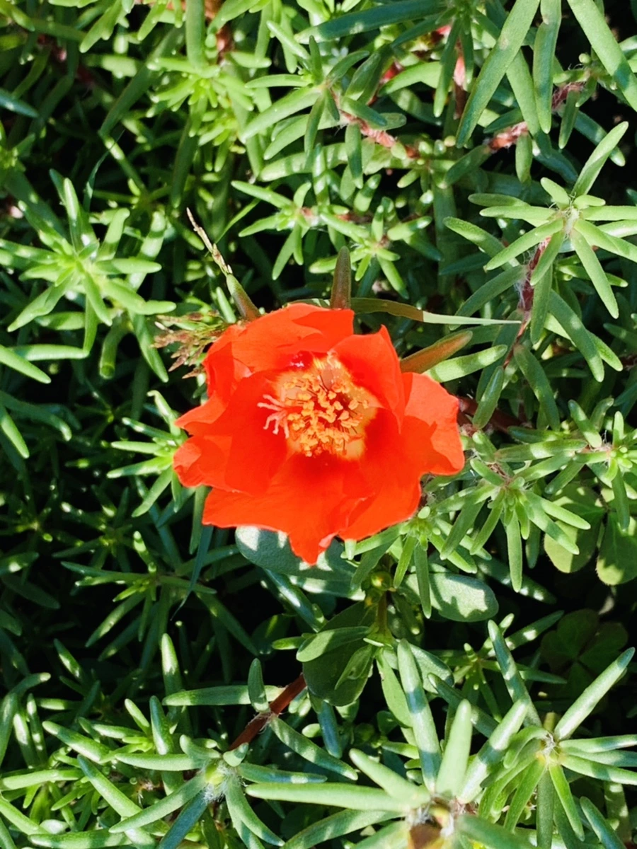 IMG_8426.jpg?type=w966