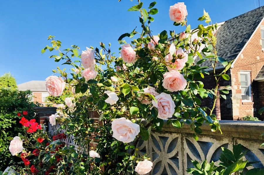 IMG_8420.jpg?type=w966