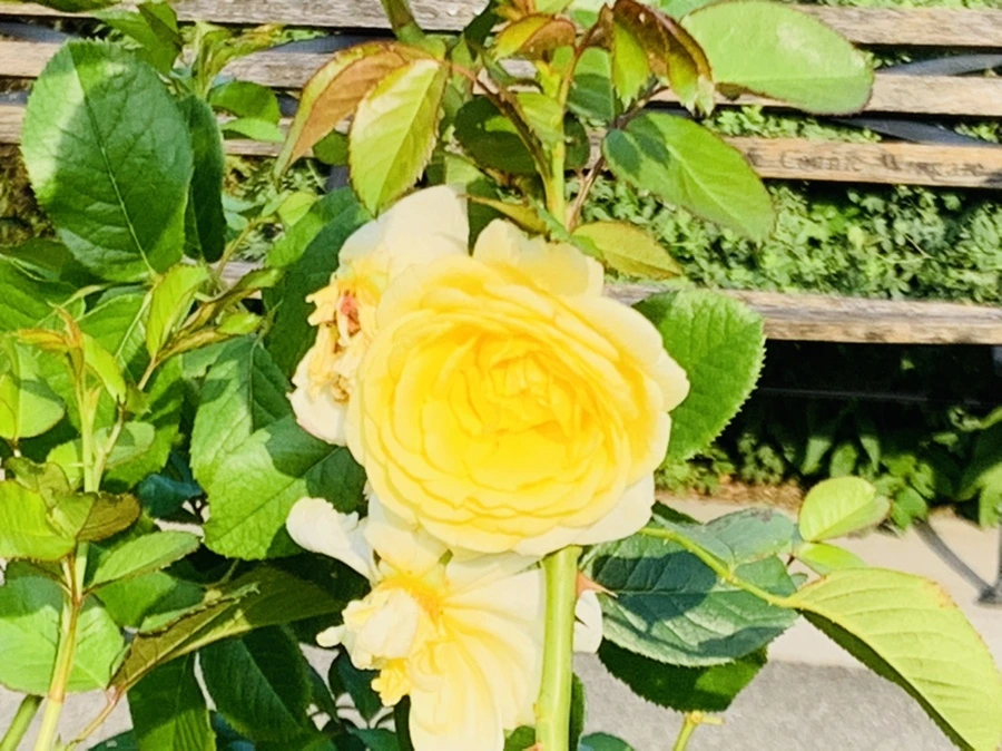 IMG_1219.jpg?type=w966