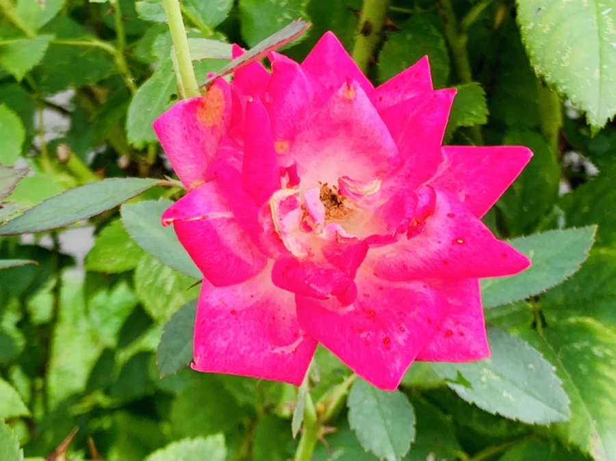 IMG_8745.jpg?type=w966