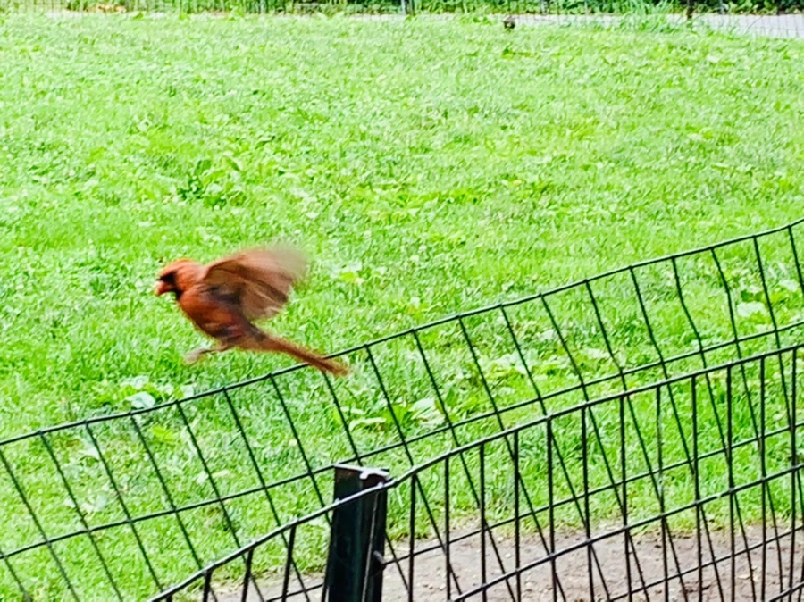 IMG_9910.jpg?type=w966