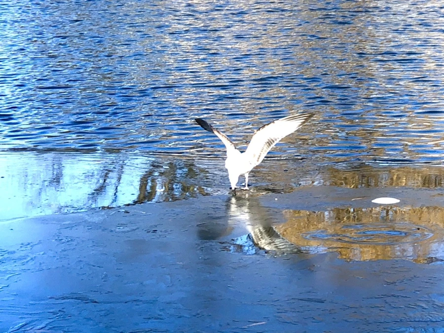 IMG_0540.jpg?type=w966