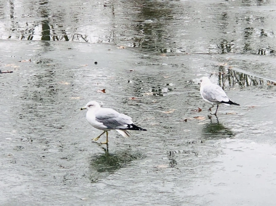 IMG_3172.jpg?type=w966