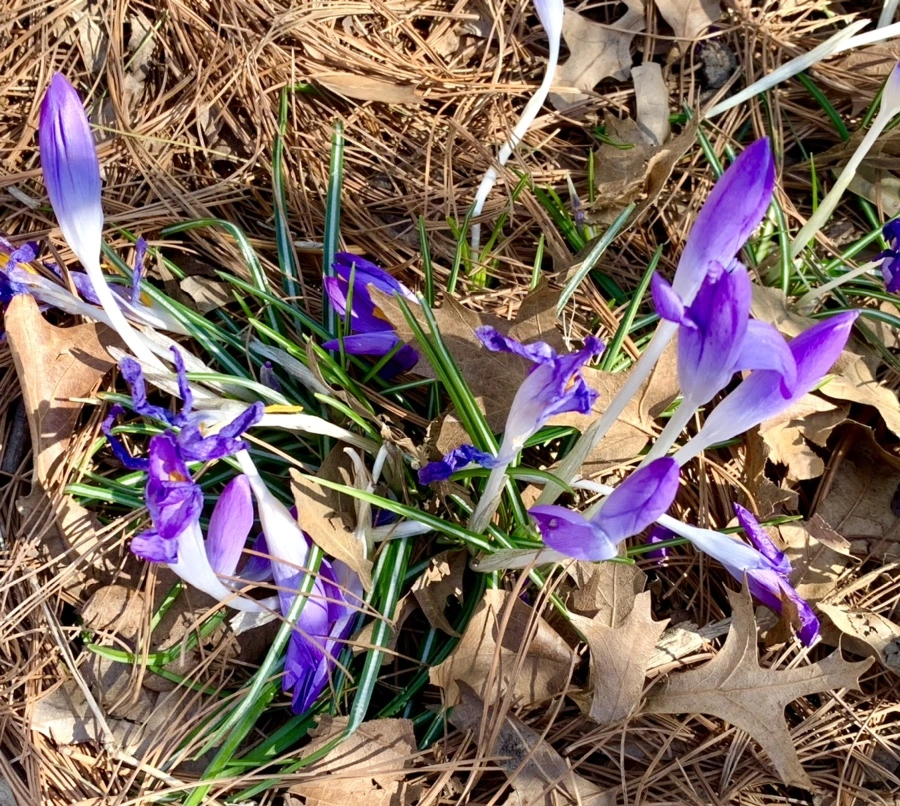 IMG_1418.jpg?type=w966