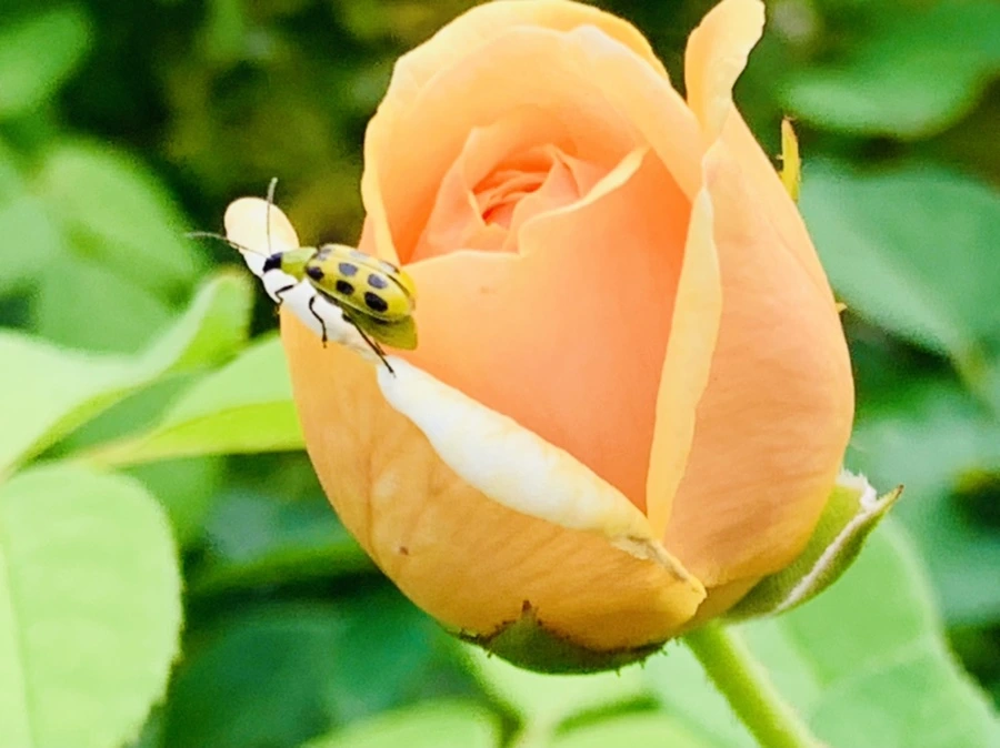 IMG_4972.jpg?type=w966