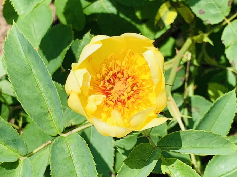 IMG_4154.jpg?type=w966