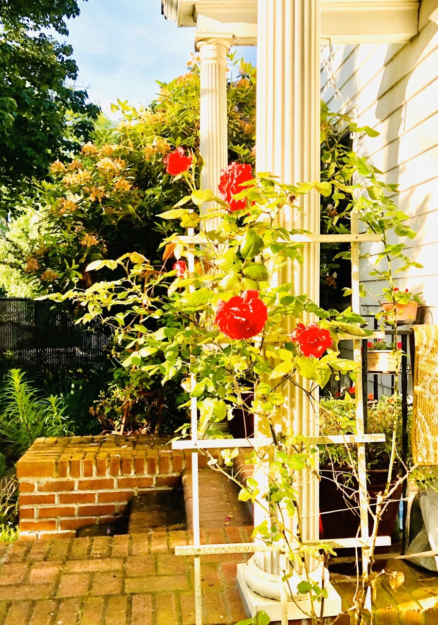 IMG_8076.jpg?type=w966