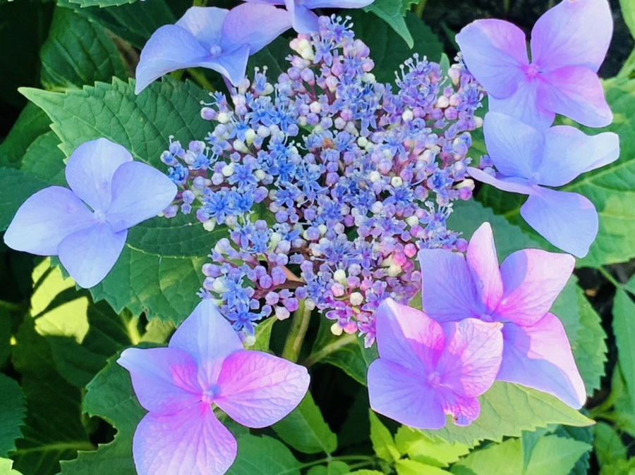 IMG_6312.jpg?type=w966