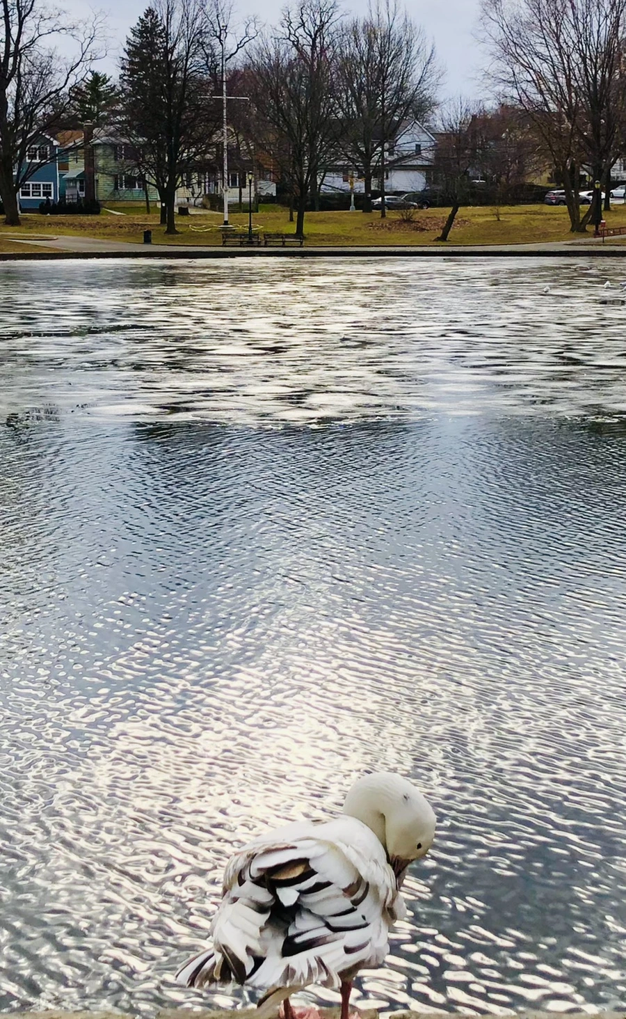 IMG_5073.jpg?type=w966