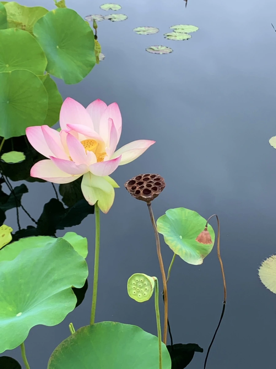 IMG_6459.jpg?type=w966