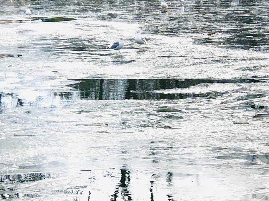 IMG_2047.jpg?type=w966