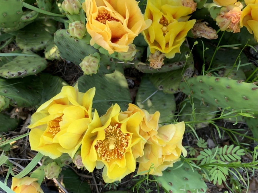 IMG_4703.jpg?type=w966