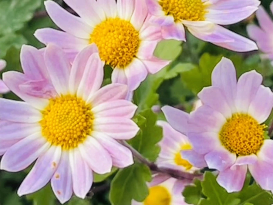 IMG_1163.jpg?type=w966