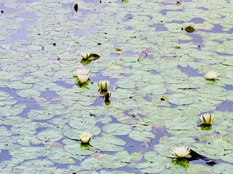 IMG_7795.jpg?type=w966