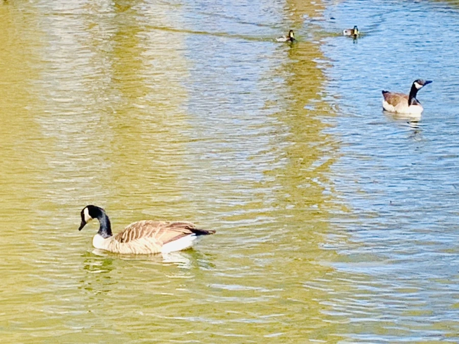 IMG_3068.jpg?type=w966