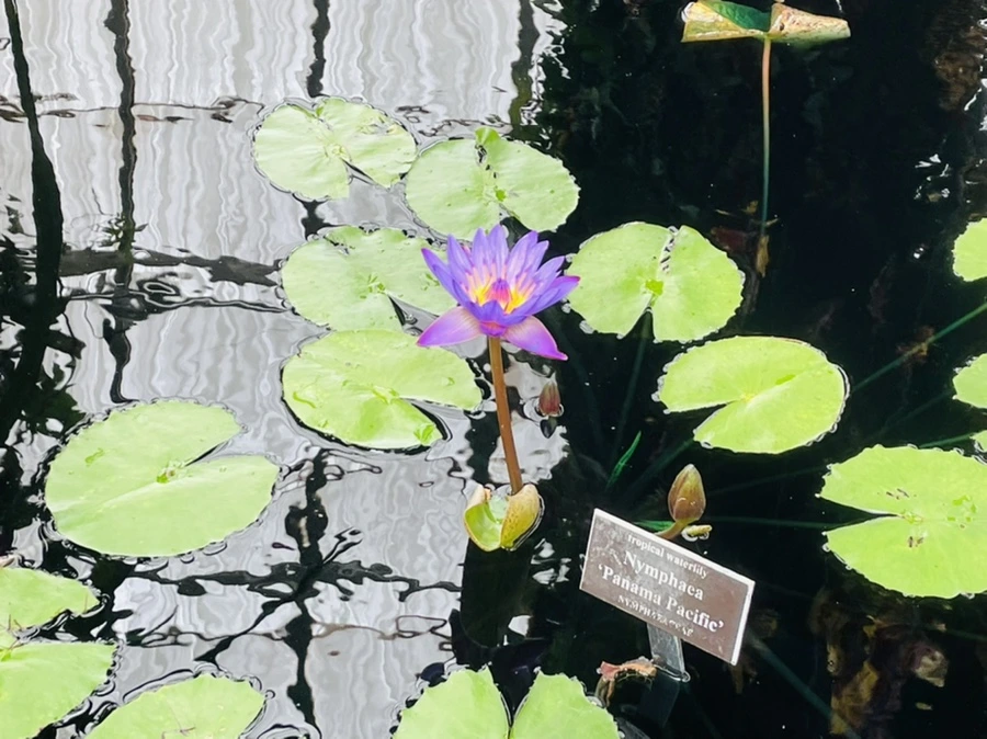 IMG_1339.jpg?type=w966