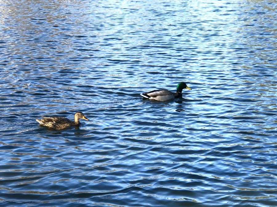 IMG_4022.jpg?type=w966