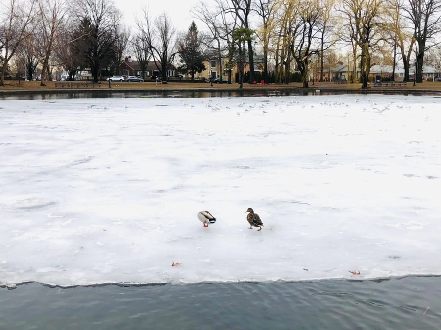 IMG_6256.jpg?type=w966