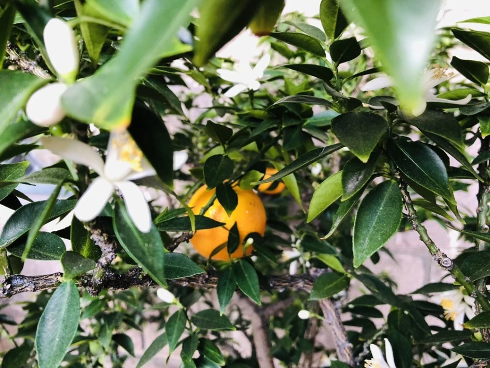 IMG_3794.jpg?type=w966