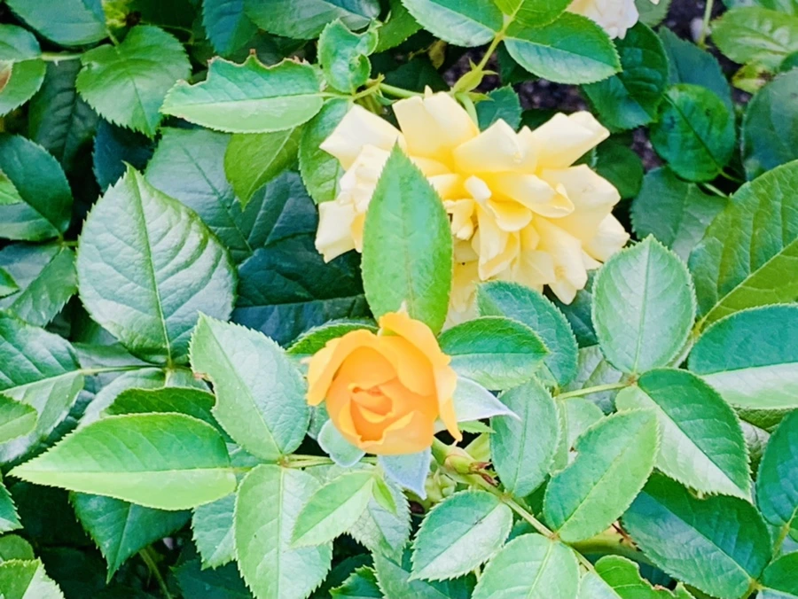 IMG_2943.jpg?type=w966