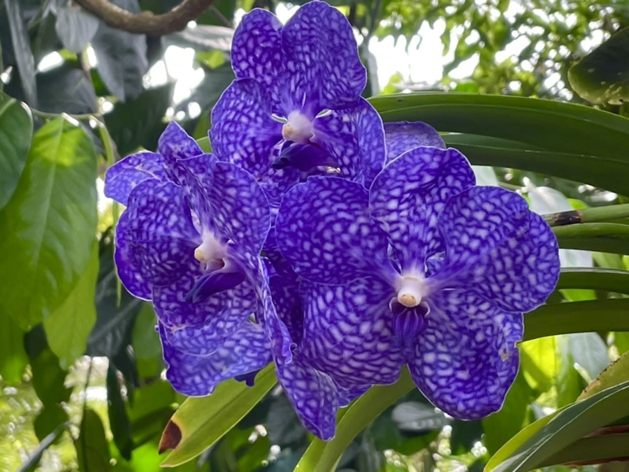 IMG_4467.jpg?type=w966