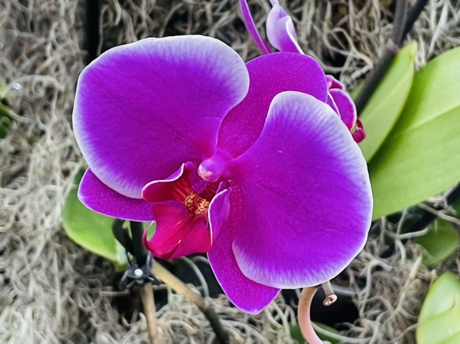 IMG_1323.jpg?type=w966