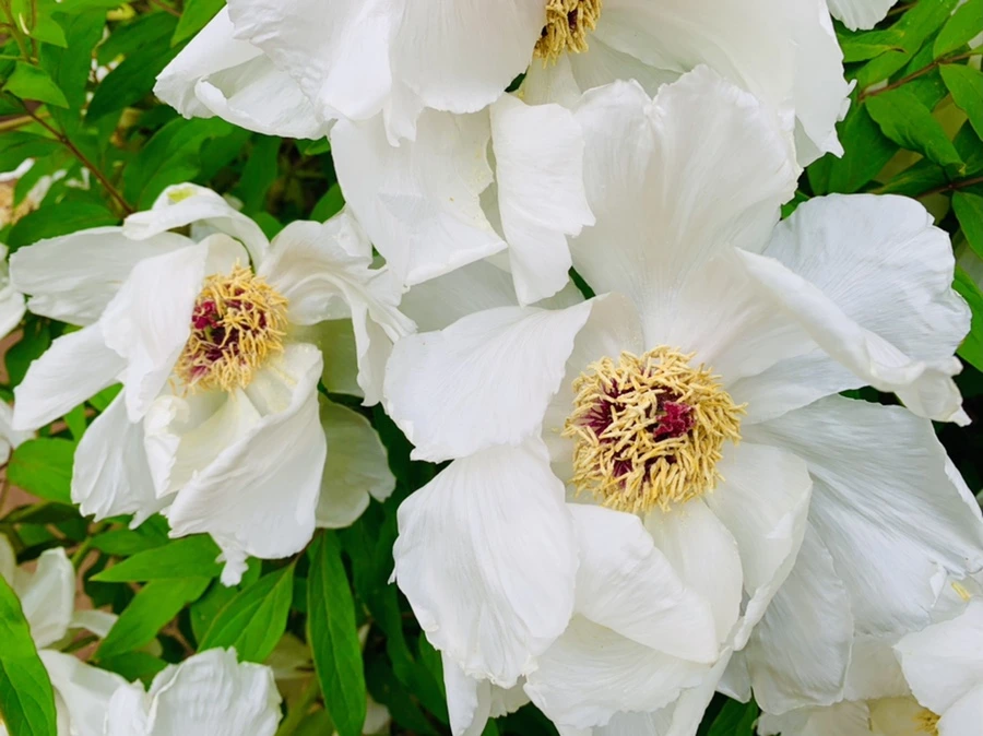 IMG_8939.jpg?type=w966