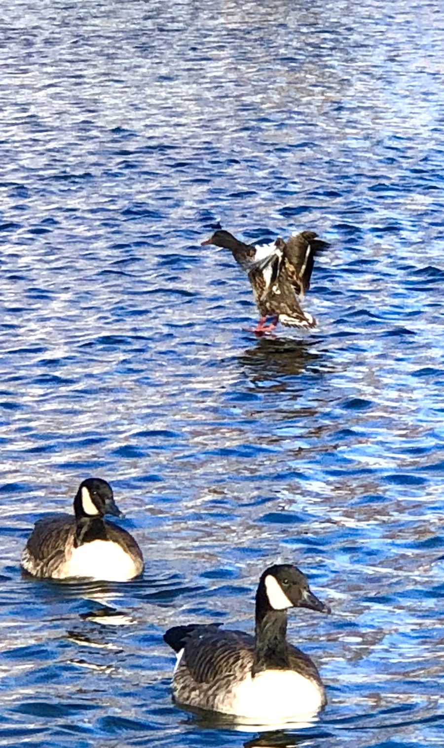 IMG_3909.jpg?type=w966