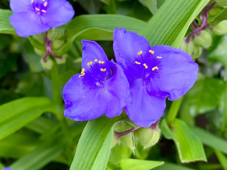 IMG_3517.jpg?type=w966