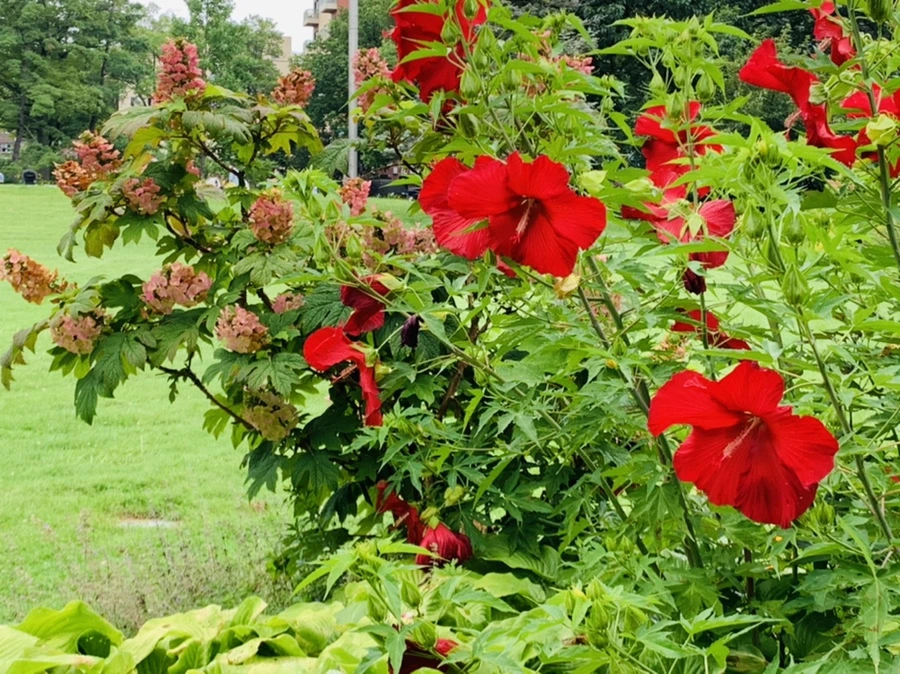 IMG_1122.jpg?type=w966