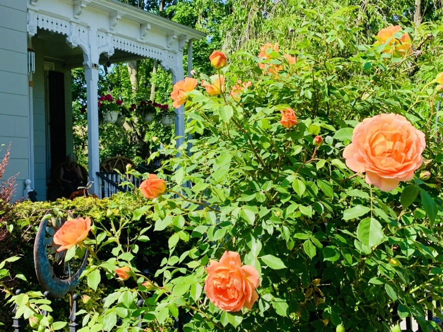 IMG_4699.jpg?type=w966