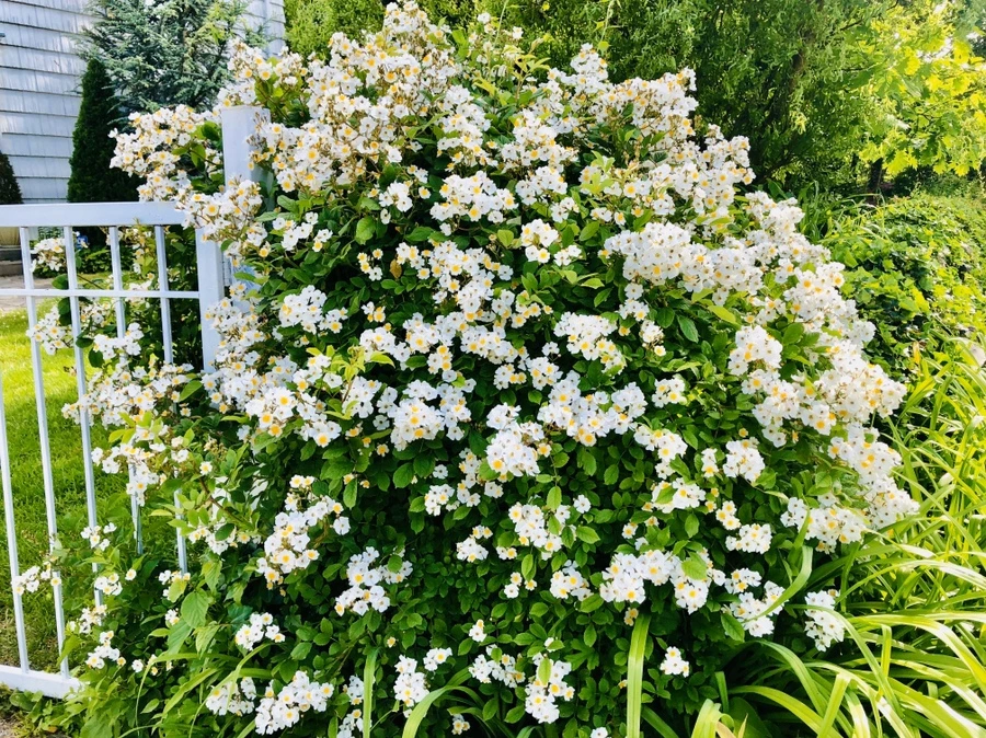 IMG_7466.jpg?type=w966