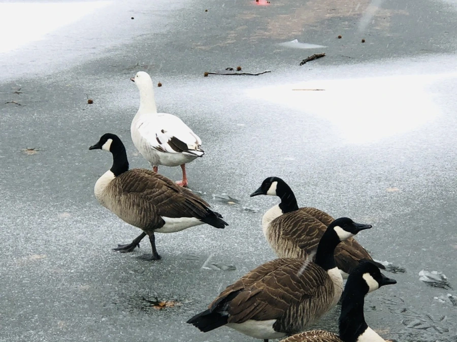 IMG_6016.jpg?type=w966