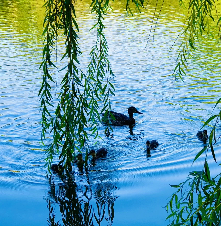 IMG_2504.jpg?type=w966