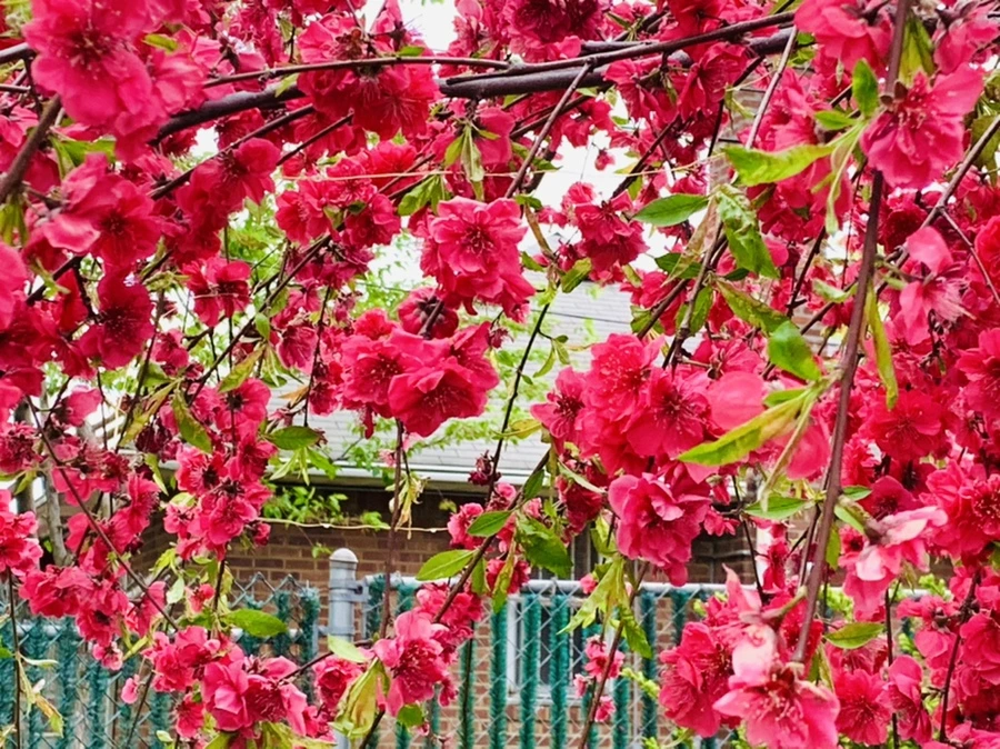 IMG_8004.jpg?type=w966