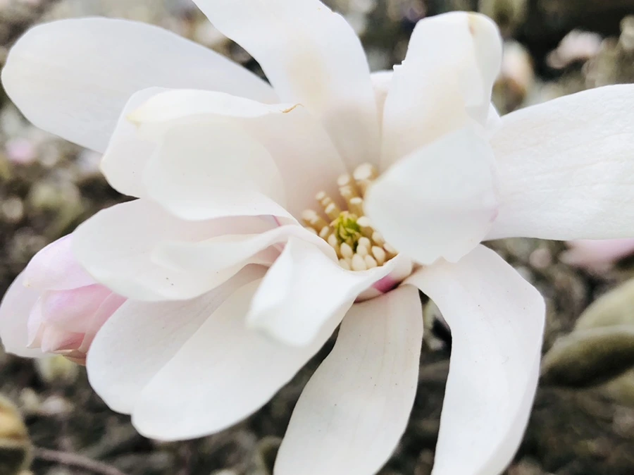 IMG_1996.jpg?type=w966