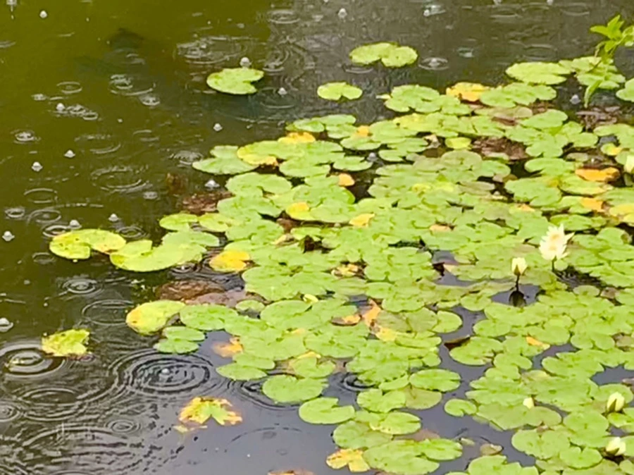 IMG_8380.jpg?type=w966