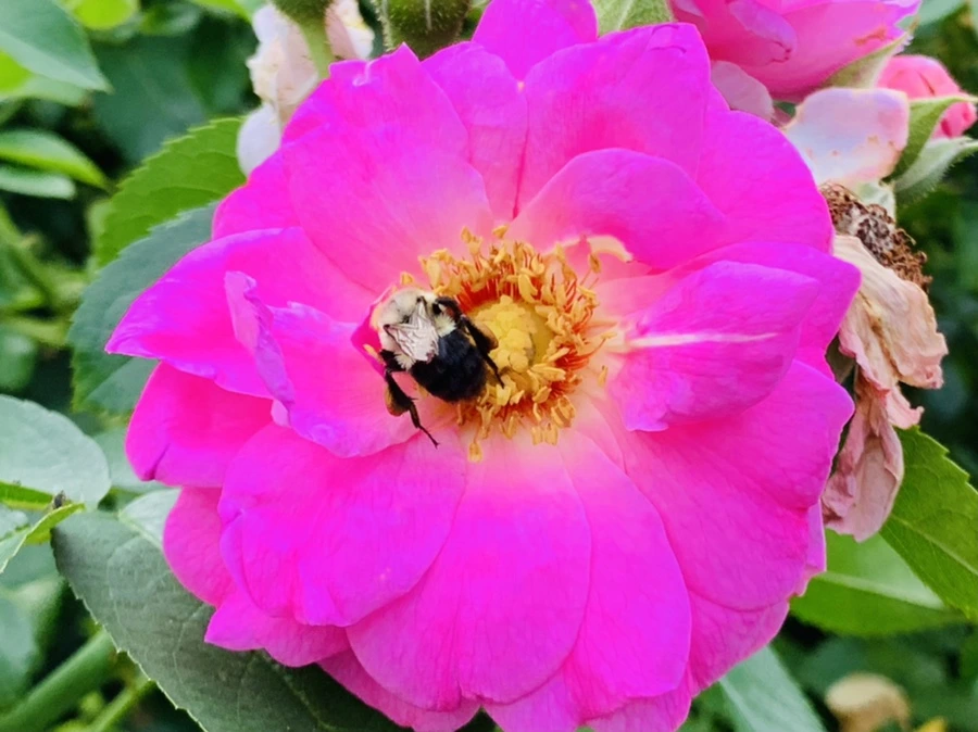 IMG_5021.jpg?type=w966