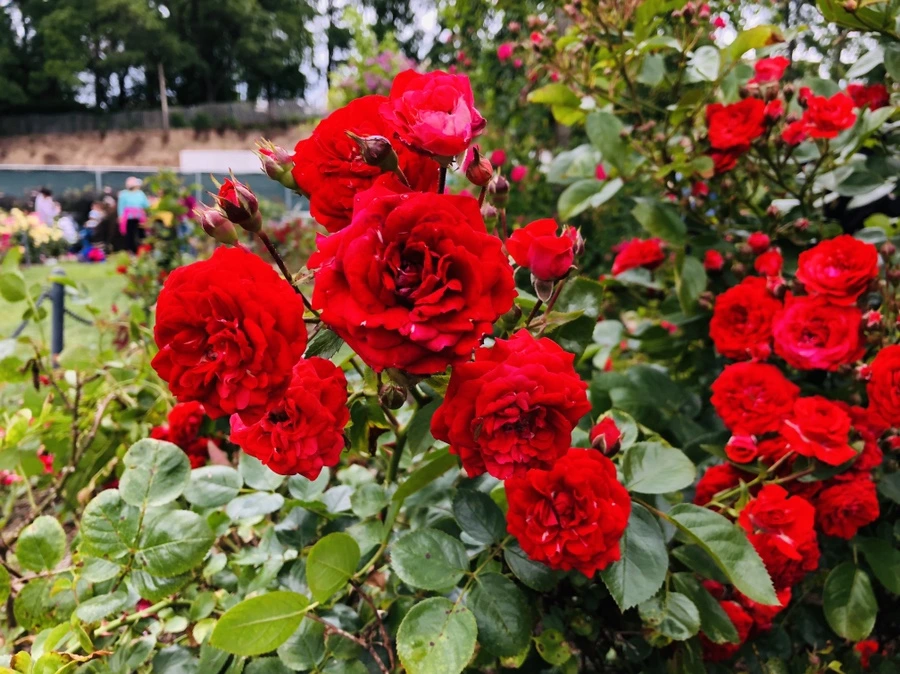 IMG_5960.jpg?type=w966