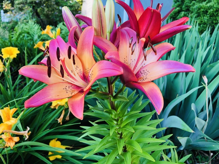 IMG_0157.jpg?type=w966