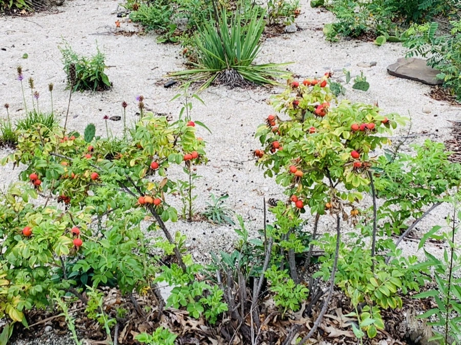 IMG_1135.jpg?type=w966